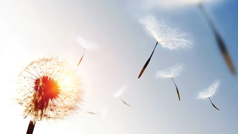 Mỗi cánh hoa là niềm vui với hình ảnh bồ công anh đẹp