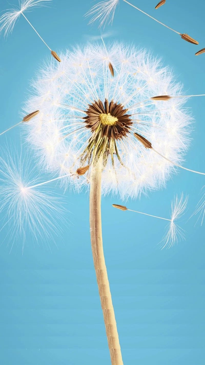 Tận hưởng sắc vàng tươi sáng của ảnh hoa bồ công anh đẹp