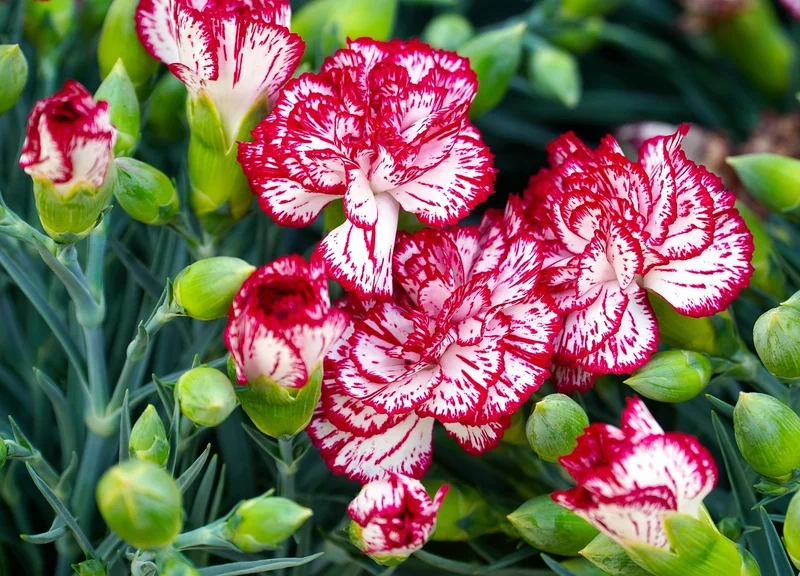 Ngắm vẻ hoàn hảo của ảnh hoa cẩm chướng đẹp nhất