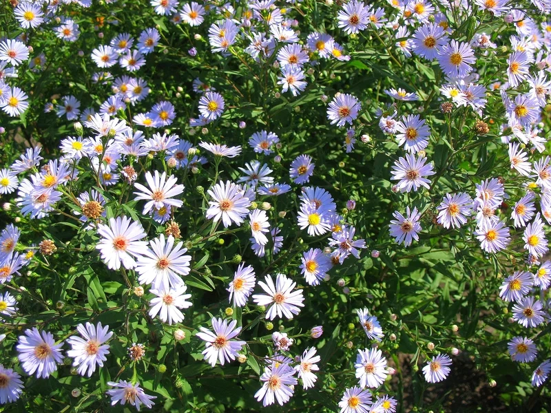 Sắc vàng rực rỡ mùa thu là ảnh hoa cúc