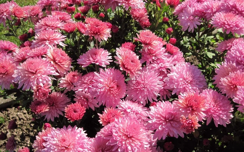 Nền hoa cúc tuyệt đẹp là ảnh nền hoa cúc