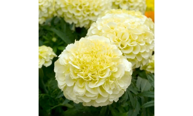 Cúc vạn thọ nở đầy sân là hình ảnh hoa cúc vạn thọ