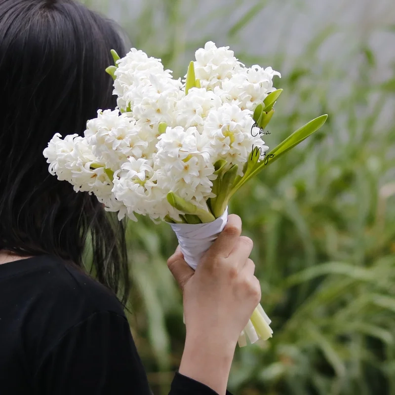 Khám phá vẻ đẹp tinh tế của ảnh hoa dạ lan hương