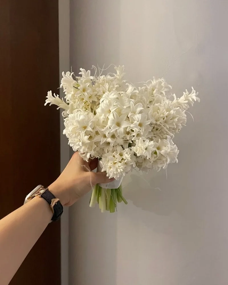 Ngắm vẻ thanh lịch của dạ lan hương trắng trong vườn