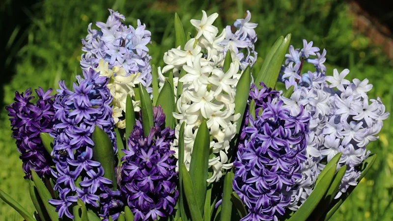 Tận hưởng không gian thơm ngát cùng mùa hoa dạ lan hương