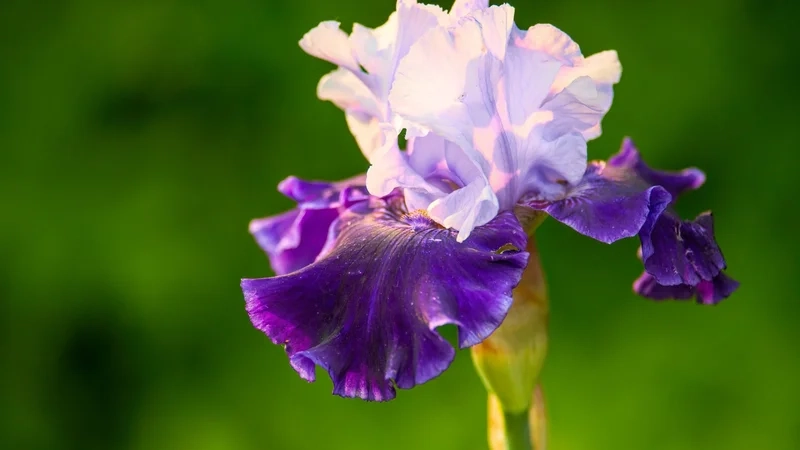 Bạn biết chưa hoa diên vĩ là hoa gì khám phá ngay hôm nay