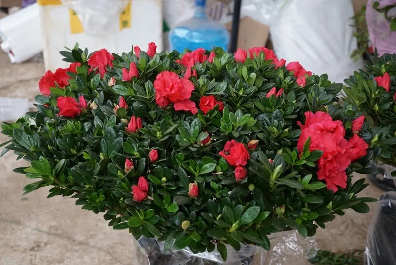 Sắc đỏ nổi bật của hoa đỗ quyên đỏ làm say lòng người