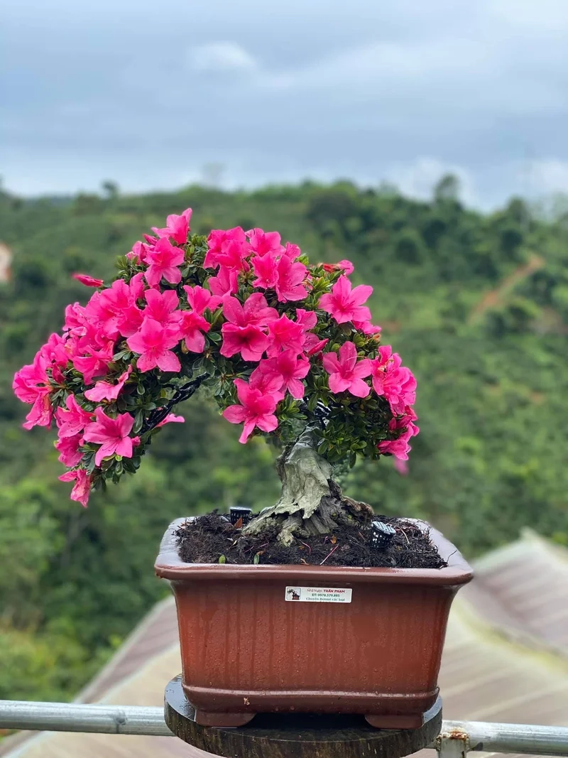 Khám phá ý nghĩa của hoa đỗ quyên là hoa gì trong văn hóa