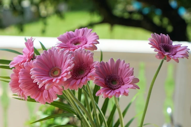 Ngắm sắc tươi mới trong hình ảnh hoa đồng tiền