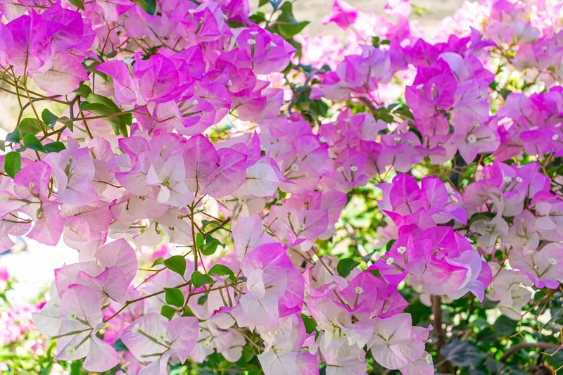 Chụp kỷ niệm tuyệt vời tại chụp ảnh hoa giấy ở hà nội