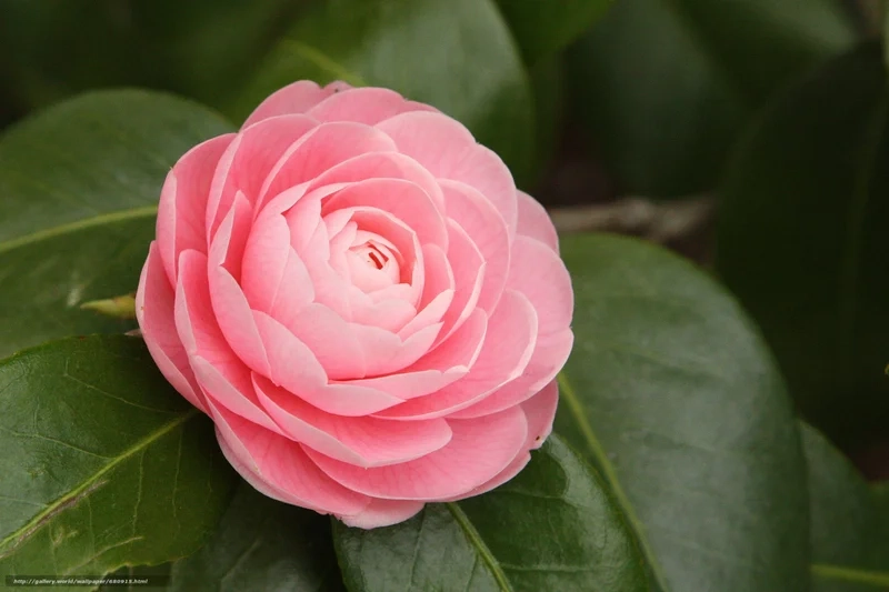 Khám phá tự nhiên với hình ảnh cây hoa hải đường