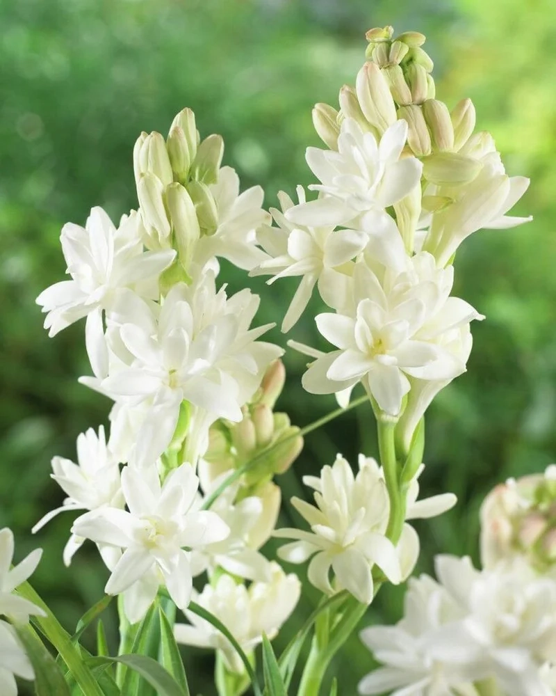 Thưởng ngoạn vẻ tinh khôi của ảnh hoa huệ