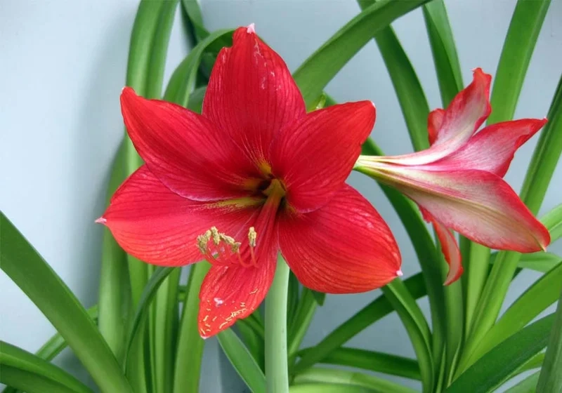 Sắc đỏ rực rỡ nổi bật trong hình ảnh hoa huệ đỏ