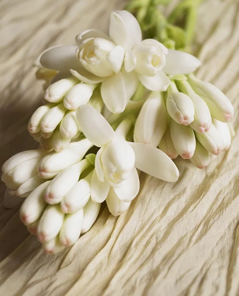 Cảm nhận sự nhẹ nhàng của ảnh hoa huệ trắng