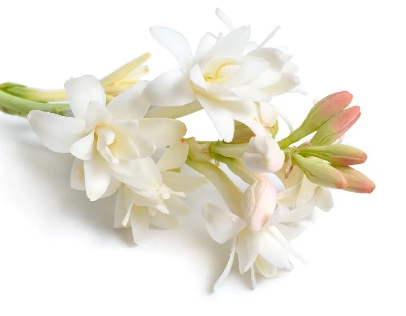 Không gian tươi mới cùng ảnh hoa huệ đẹp