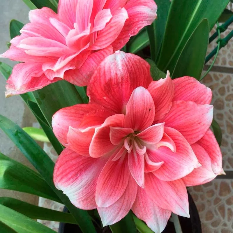 Khám phá vẻ đẹp tinh tế của hoa huệ tây kép trong vườn