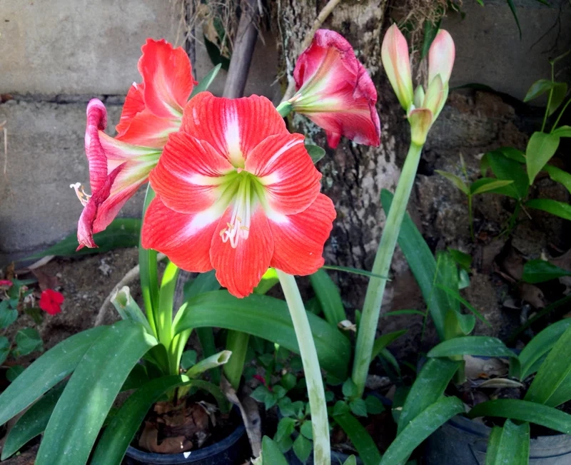 Bạn biết chưa hoa huệ tây có tên gọi khác là gì thú vị lắm