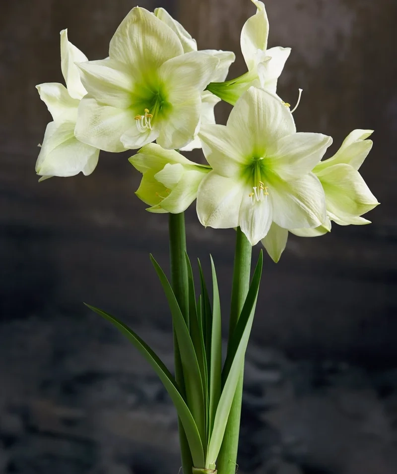 Vẻ tinh khiết thuần khiết của hoa huệ tây trắng khiến mê mẩn