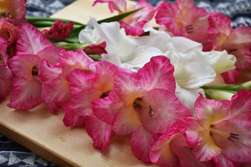 Ý nghĩa hoa lay ơn