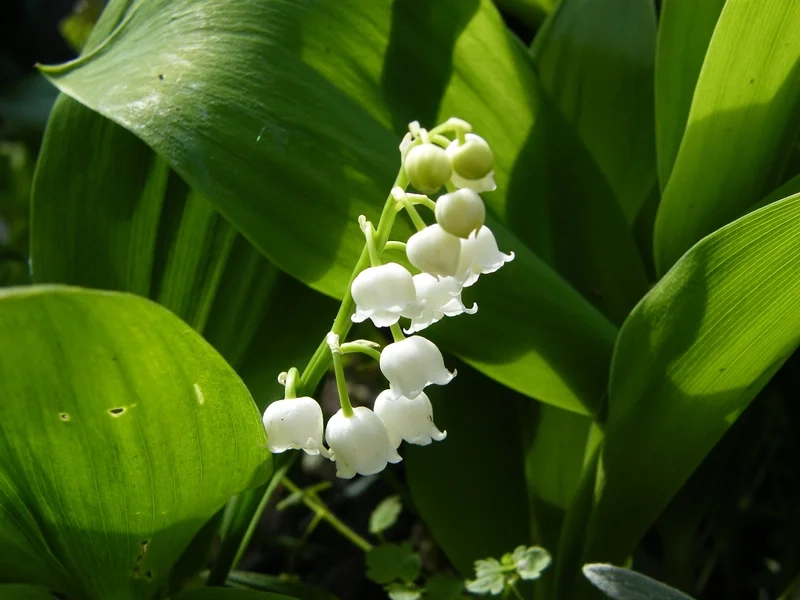 Lưu giữ khoảnh khắc với hình ảnh hoa linh lan