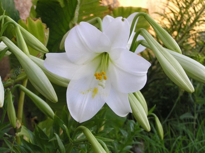 Trải nghiệm sắc đẹp tự nhiên qua hình ảnh hoa loa kèn đẹp