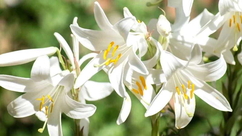 Khám phá thiên nhiên với hình ảnh hoa loa kèn đẹp nhất