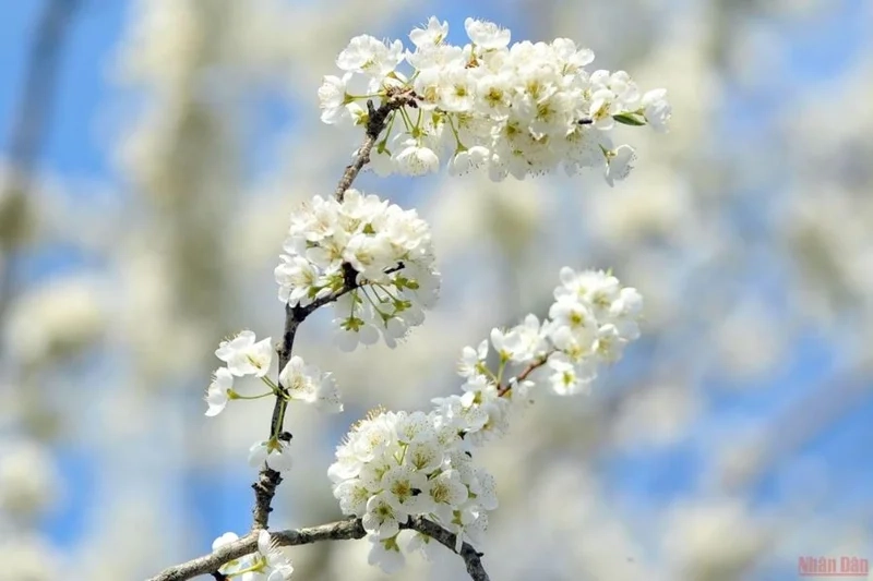 Hòa mình vào sắc trắng tinh khiết của hình ảnh hoa mận trắng