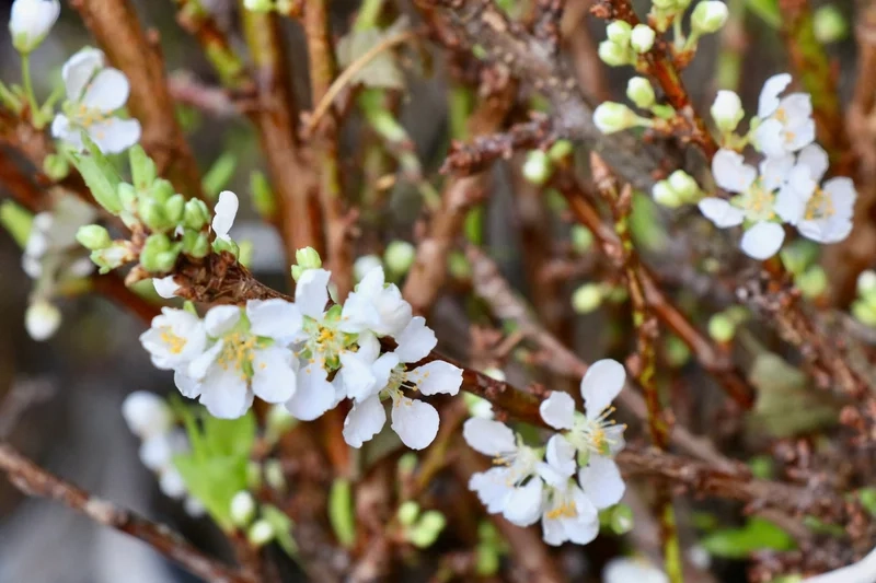 Ý nghĩa hoa mận trong văn hóa và tâm hồn Việt