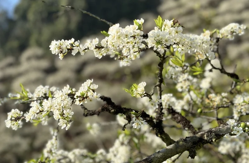 Khám phá vẻ đẹp Tây Bắc với hình ảnh hoa mận tây bắc