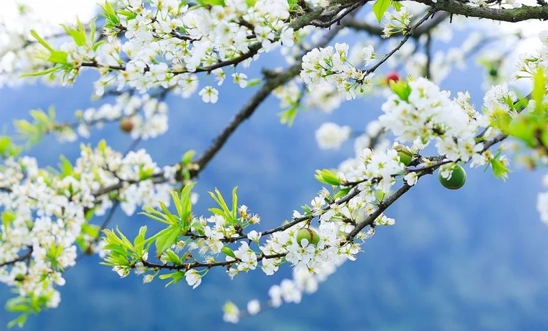 Tận hưởng màu trắng tinh khôi với ảnh hoa mận trắng