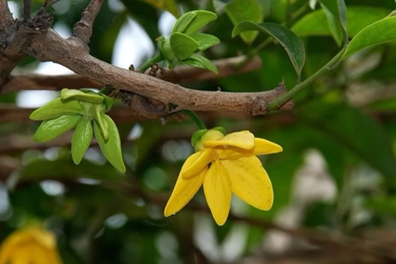 Ảnh đẹp và độc đáo về hình ảnh cây hoa móng rồng cho bạn