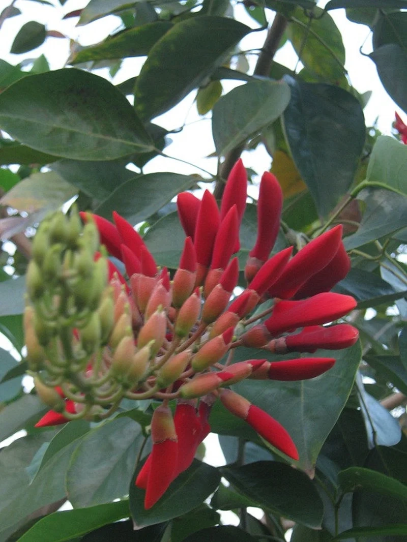 Ý nghĩa hoa móng rồng