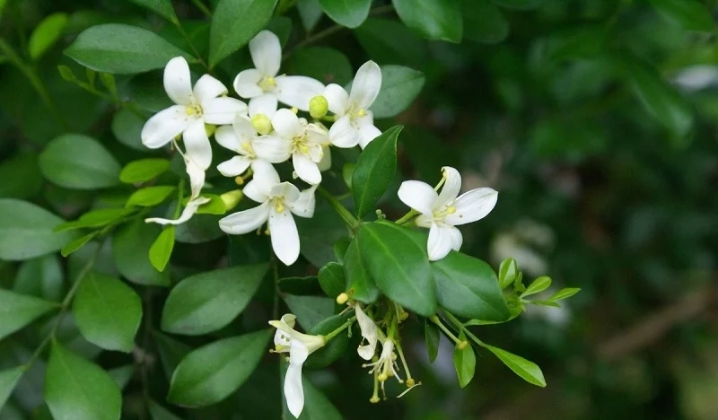 Tạo điểm nhấn cho máy tính với ảnh nền hoa nguyệt quế