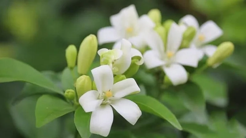 Tìm hiểu ý nghĩa của hoa nguyệt quế là hoa gì ngay hôm nay