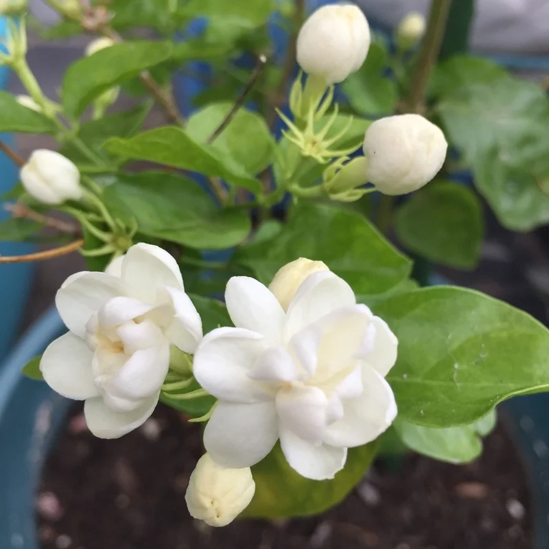 Thưởng ngoạn vẻ tinh khôi của ảnh hoa nhài