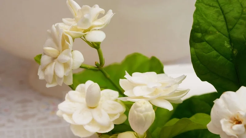 Không gian hiện đại và tươi mới cùng ảnh nền hoa nhài đẹp