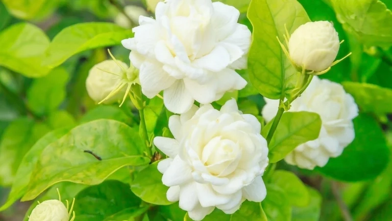 Sắc trắng tinh khôi rực rỡ trong hình ảnh hoa nhài trắng