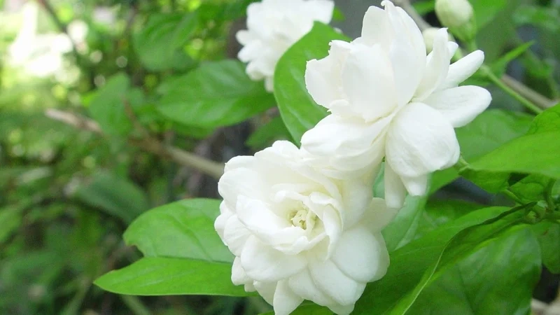 Chiêm ngưỡng từng chi tiết của hình ảnh hoa nhài đẹp