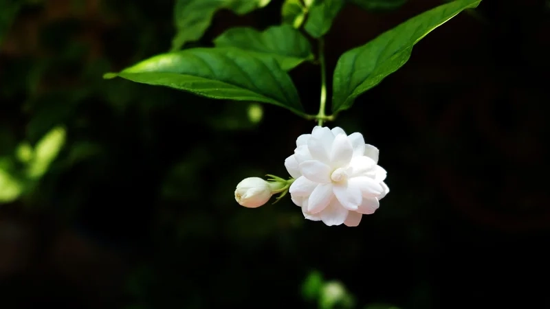 Mang may mắn vào nhà với ảnh hoa nhài thu hút tài lộc