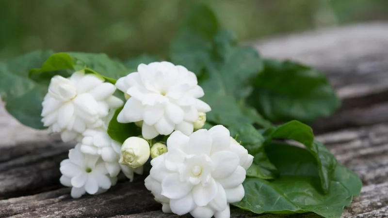 Cảm nhận vẻ dịu dàng của ảnh hoa nhài đẹp