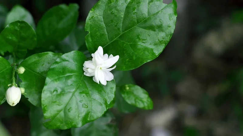 Trải nghiệm thiên nhiên qua hình ảnh hoa nhài hình nền