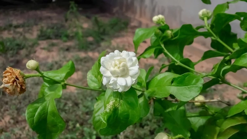 Làm mới màn hình với ảnh hoa nhài làm hình nền