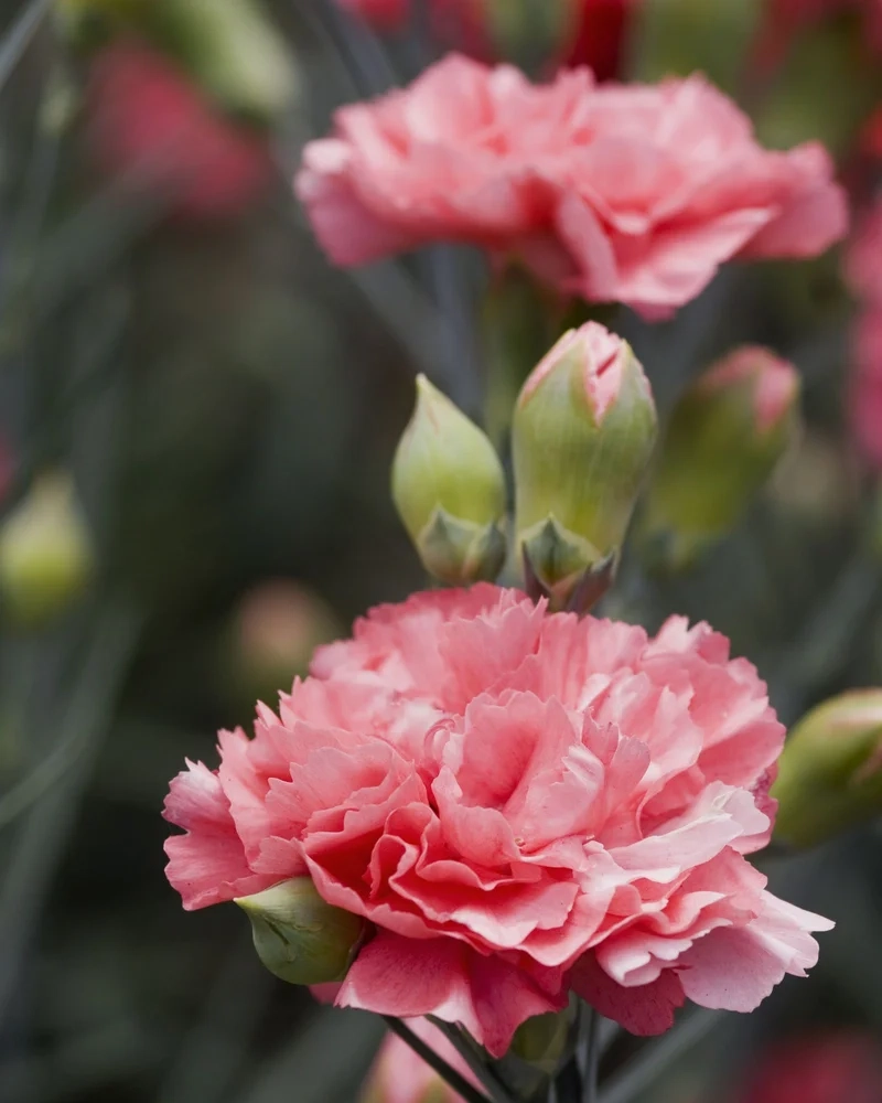 Tìm hiểu vẻ đẹp và ý nghĩa hoa phăng có ý nghĩa gì