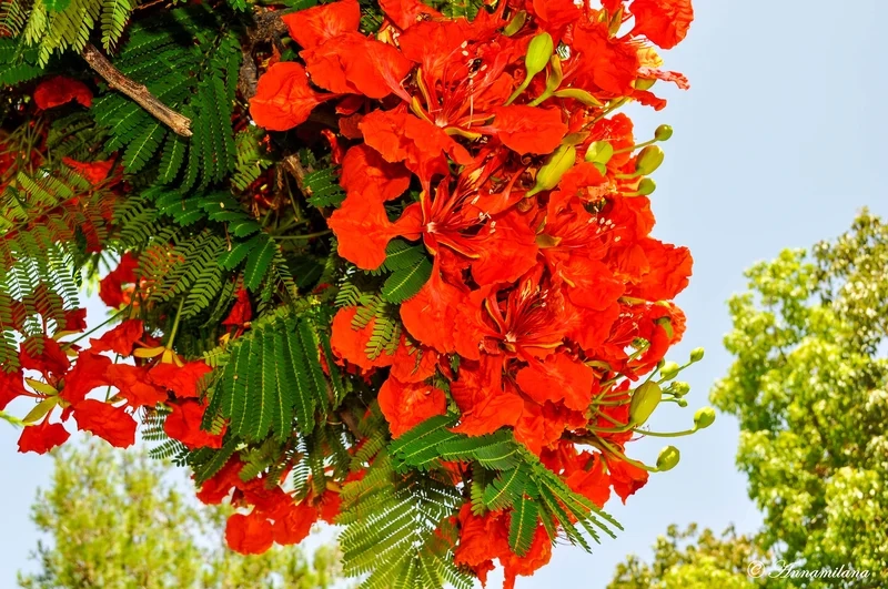 Lưu giữ mùa hè với ảnh hoa phượng