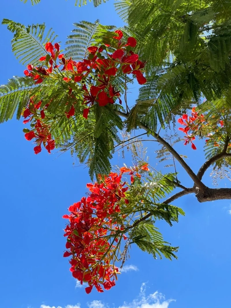 Ngỡ ngàng trước vẻ đẹp của ảnh hoa phượng đẹp nhất