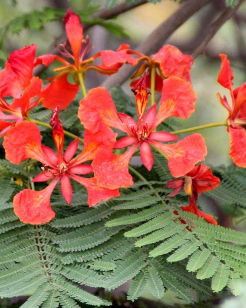 Ngắm sắc đỏ rực cháy từ hình ảnh hoa phượng đỏ