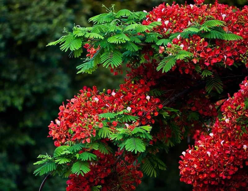 Thưởng thức nét đẹp dịu dàng từ ảnh hoa phượng đẹp