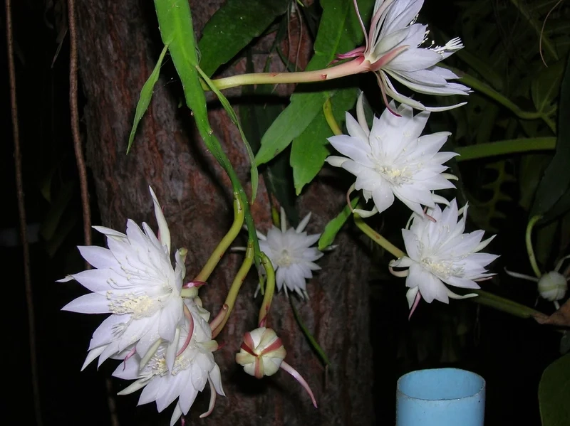 Ý nghĩa hoa quỳnh