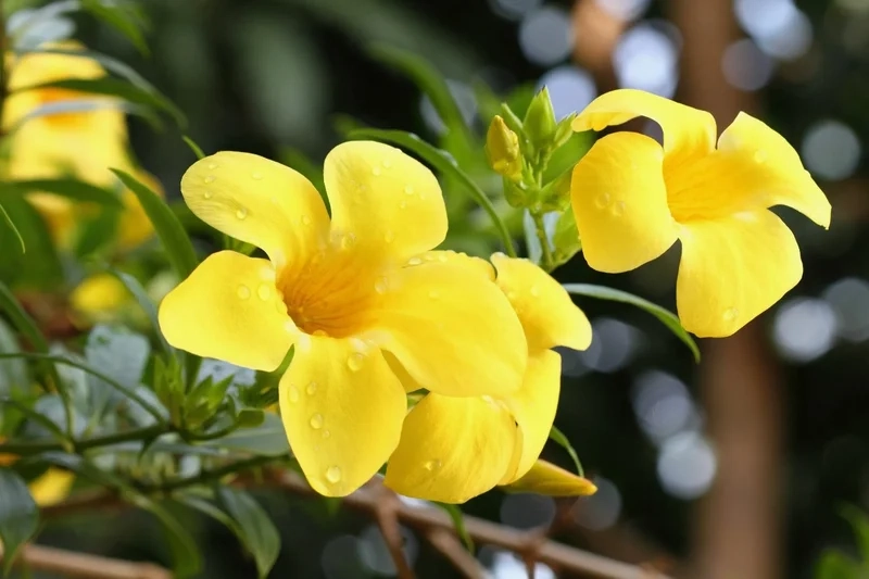 Ý nghĩa hoa quỳnh anh