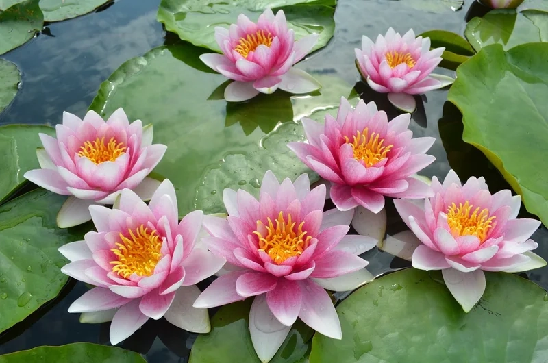 Khoảnh khắc lung linh qua hình ảnh hoa súng đẹp trong tự nhiên